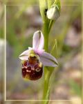 Ophrys gracilis